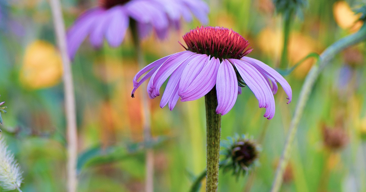 Plan landscape with ‘deerproof’ plants Bonner County Daily Bee