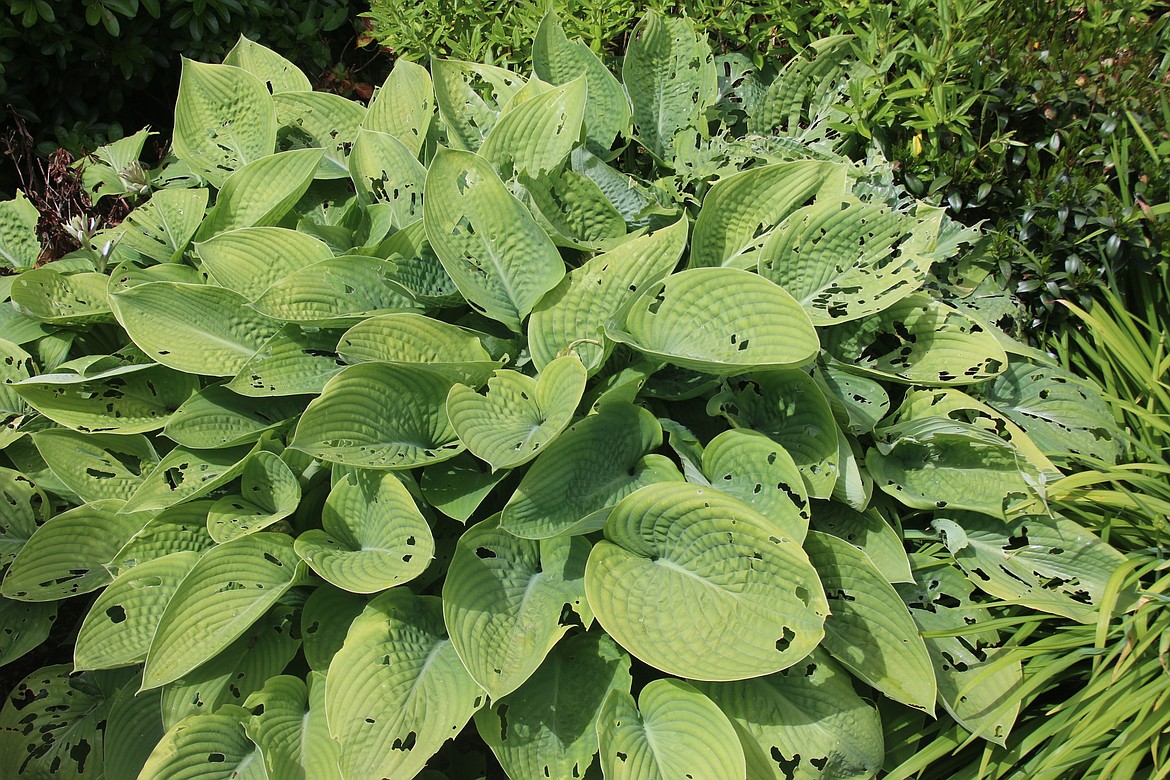 As with deer, the hosta plant is beloved by slugs. Above a host plant showing damage from slugs that have feasted on its leaves.
