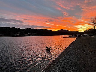 Michelle Squillace captured this photo of Bucket, her golden retriever, frolicking at sunset.