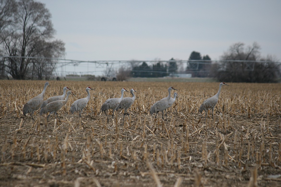 Sandhill cranes cross a field south of Othello in spring 2021. The birds are the focus of the Othello Sandhill Crane Festival every March; registration opens Feb. 6.