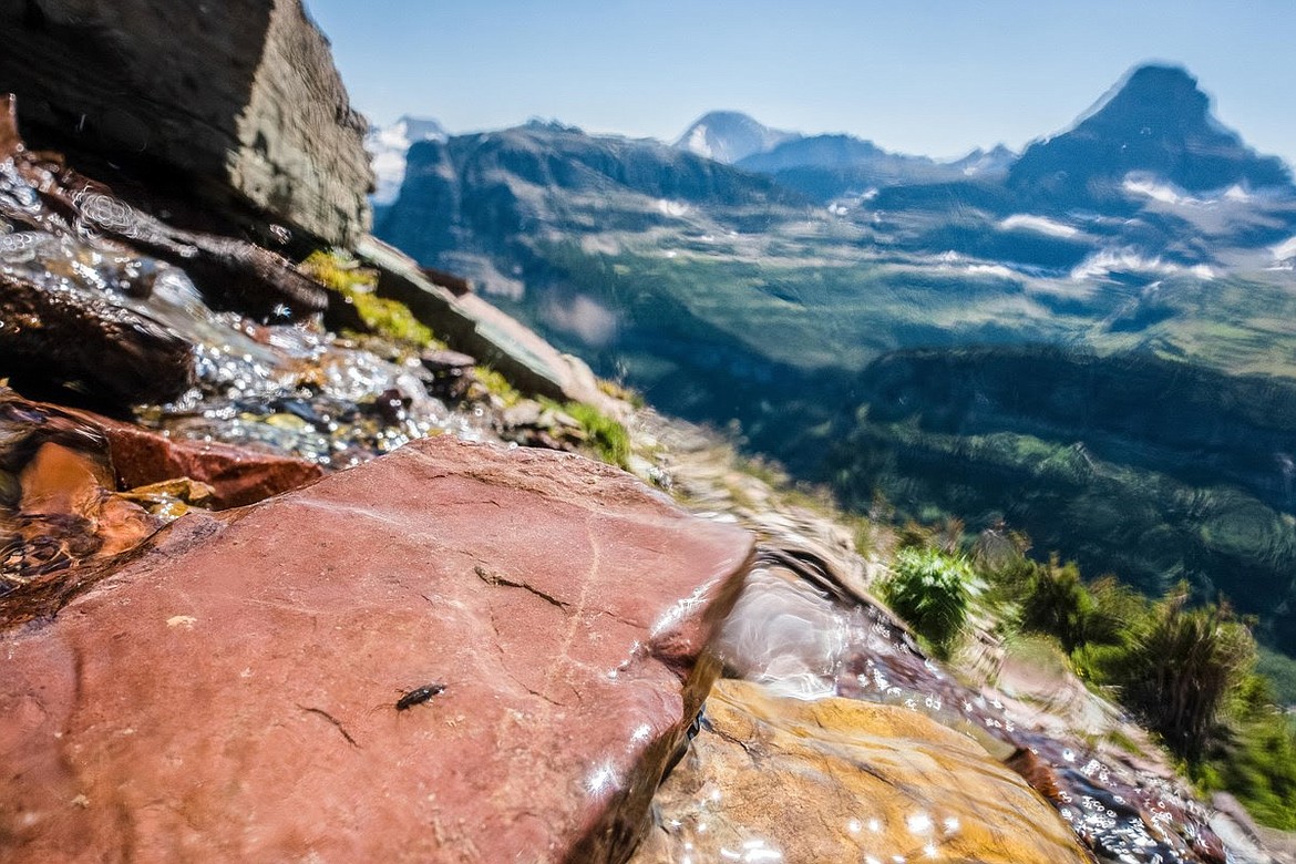 A meltwater stonefly on a rock in an alpine stream in Glacier National Park. (Renata Harrison/NPS)