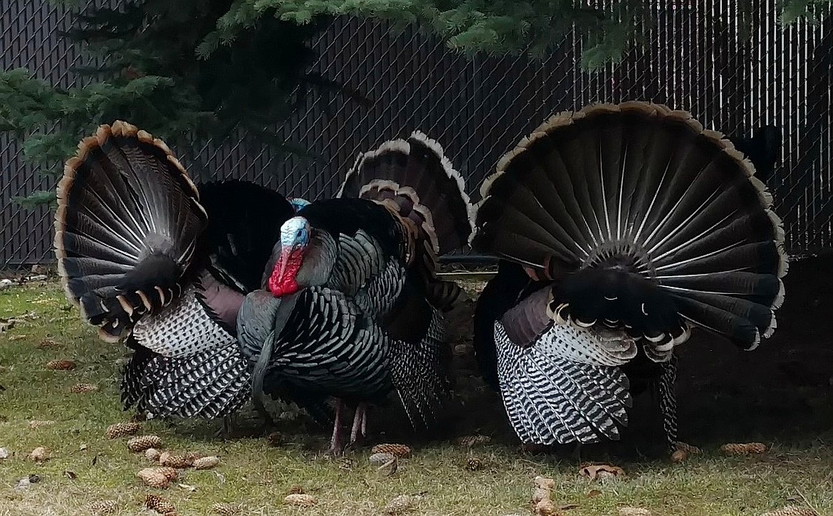 The Idaho Department of Fish and Game is accepting applications for Turkey tags until March 1.