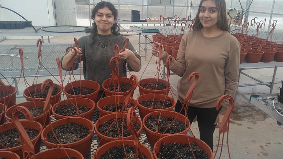 Quincy High School agriculture students in Rod Cool’s class plant hanging baskets that will be ready for sale in May.