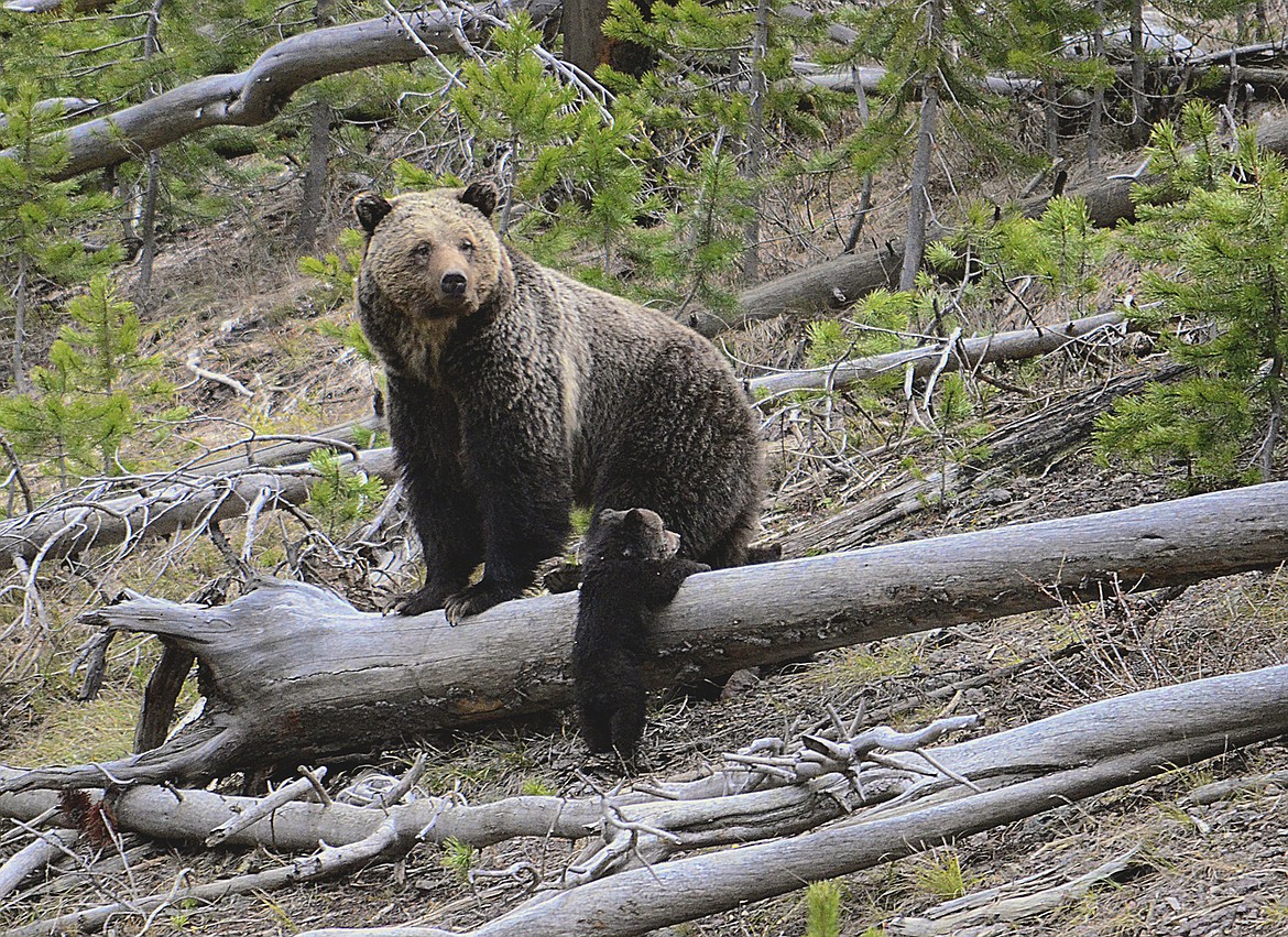 This April 29, 2019 file photo provided by the United States Geological Survey shows a grizzly bear and a cub along the Gibbon River in Yellowstone National Park, Wyo. U.S. wildlife officials on Friday, Feb. 3, 2023 have taken the first step to lift federal protections for grizzly bears in the northern Rocky Mountains, which would open the door to future hunting in several states. (Frank van Manen/The United States Geological Survey via AP,File)