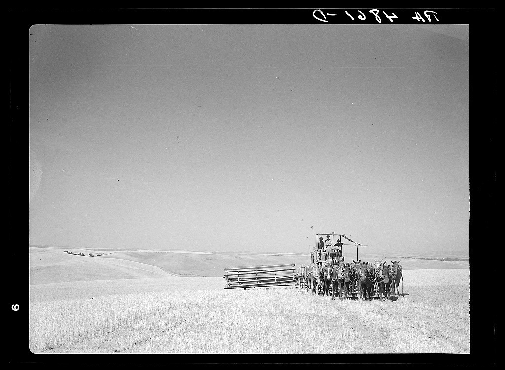 A sixteen-horse combine in the fertile fields of the Palouse country. Washington. Taken July 1936.