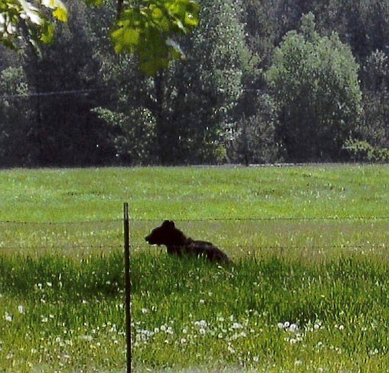 A black bear is seen on the Nissen family property. Photo courtesy of Pat Nissen.