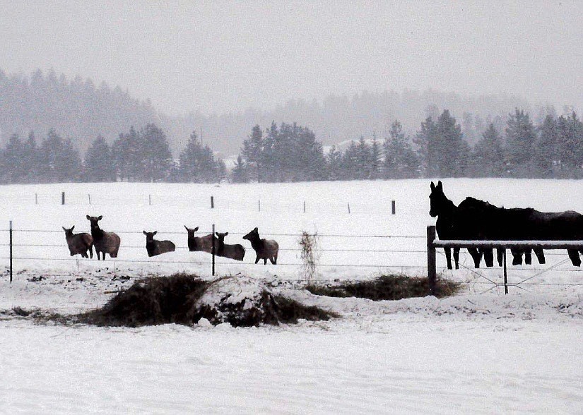 A herd of elk is seen next to the Nissen family horses on their property. Photo courtesy of Pat Nissen.