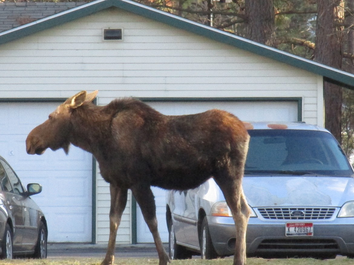 Moose trio visits Lake Wood Ranch | Coeur d'Alene Press