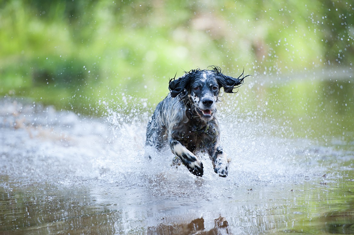 Exploring treatment options for osteochondrosis | Coeur d'Alene Press