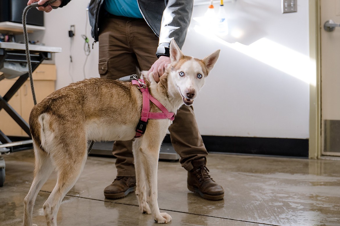 Sugar, the first of the husky-type dogs to be brought to BTAA, recently came in for her first check-up after joining her foster home.