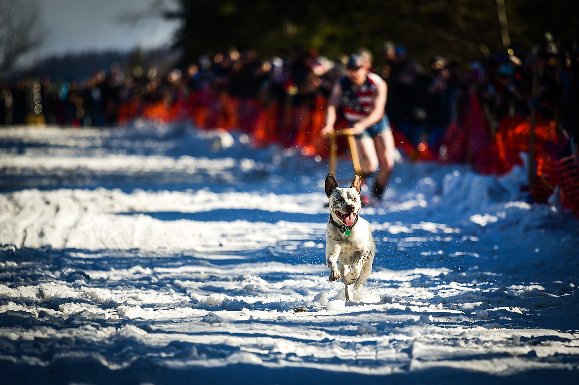 A dog gets onto Sugar Hill and runs ahead of participants during the Barstool Ski Races at Cabin Fever Days in Martin City on Saturday, Feb. 11. (Casey Kreider/Daily Inter Lake)