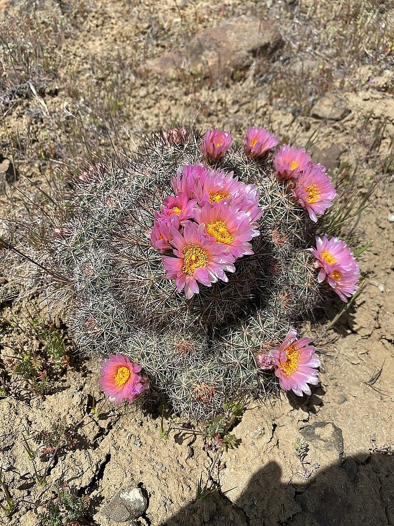 This cactus is the subject of discussion in Olympia this legislative session after students in Kittitas County asked State Sen. Judy Warnick (R-Moses Lake) to submit a bill designating basalt cactus the state cactus. Warnick said the bill provides an opportunity for the students to learn about the legislative process.