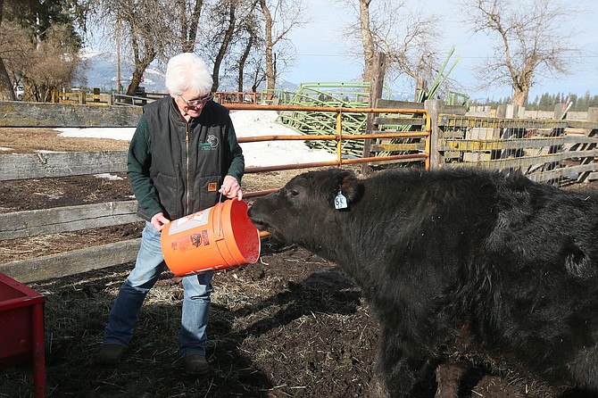 Donna Boekel of Cloverdale Farms gives "Ricky" a grain snack on a sunny Feb. 9 morning. Cloverdale Farms in Rathdrum is a new member of the American Angus Association, the largest beef breed association in the world.