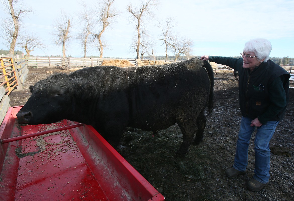 "Rimrock" closes his eyes on Feb. 9 as he receives a good scratch from Donna Boekel at the family-owned Cloverdale Farms in Rathdrum.