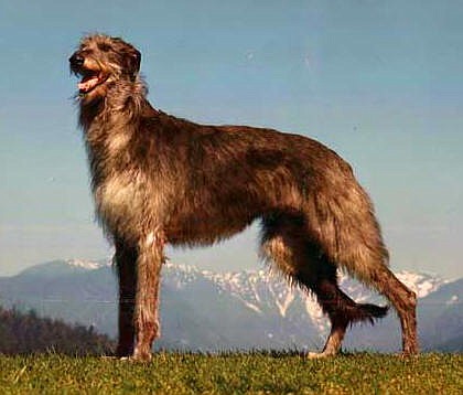 Washington State University Researchers studied Scottish Deerhounds like the one above to help develop a test that identifies genes associated with delayed postoperative hemorrhaging in dogs.