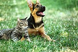 The 4-1-1 on UTIs in cats and dogs