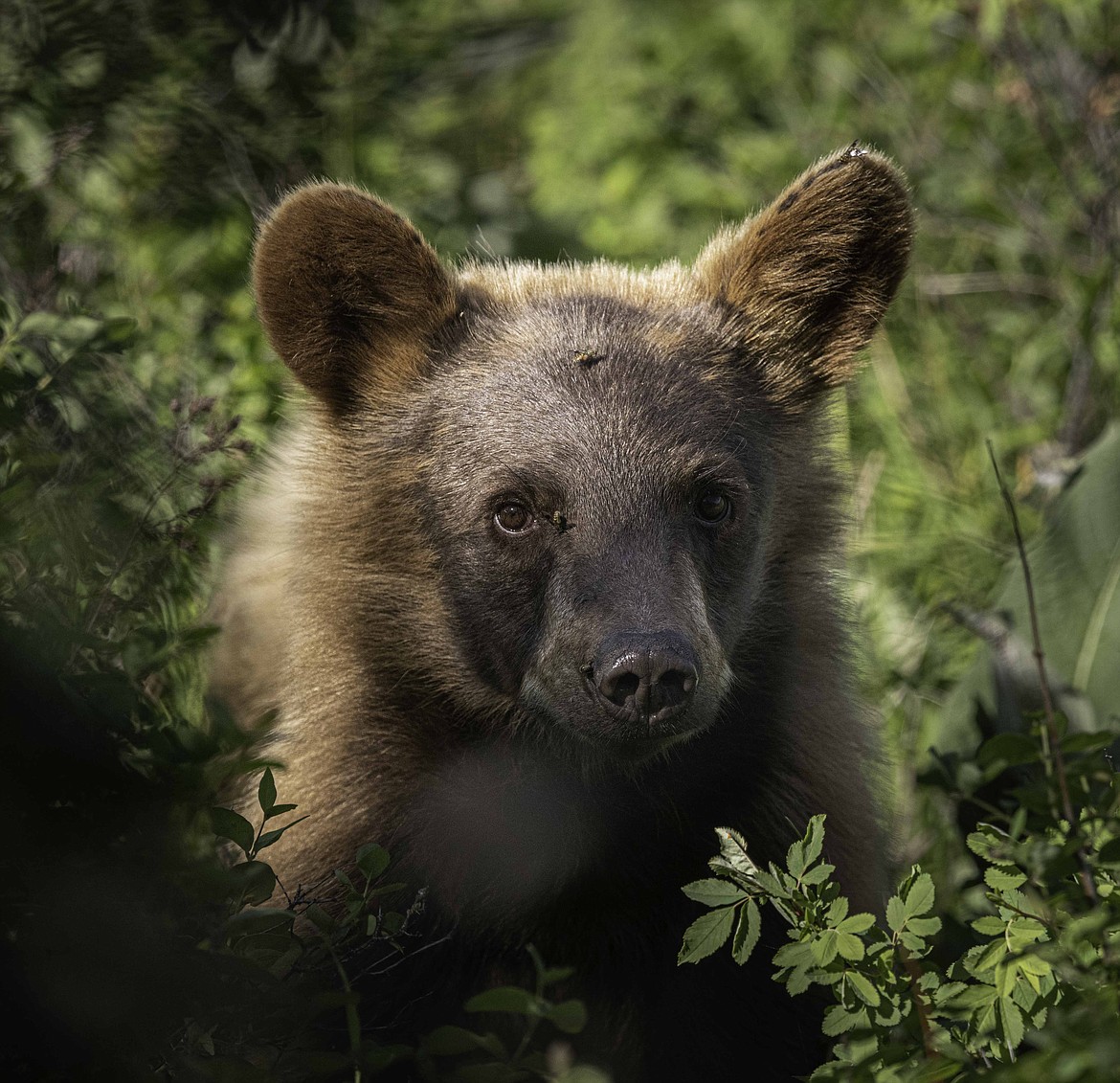 A close-up shot of a black bear. (Tracy Scott/Valley Press)