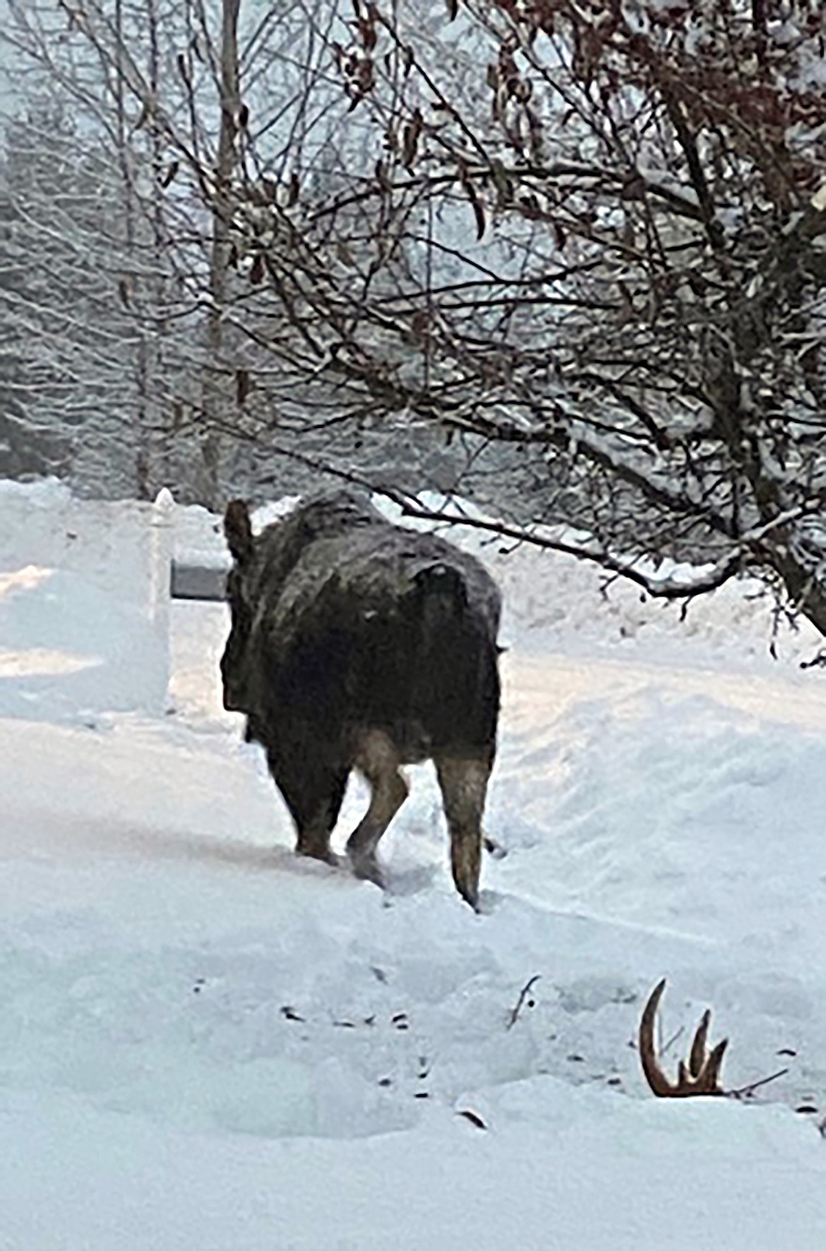 "You dropped something," wrote Wanda Franquero in sharing this Best Shot taken in mid-January. If you have a photo that you took that you would like to see run as a Best Shot or I Took The Bee send it to the Bonner County Daily Bee, P.O. Box 159, Sandpoint, Idaho, 83864; or drop them off at 310 Church St., Sandpoint. You may also email your pictures in to the Bonner County Daily Bee along with your name, caption information, hometown and phone number to news@bonnercountydailybee.com.