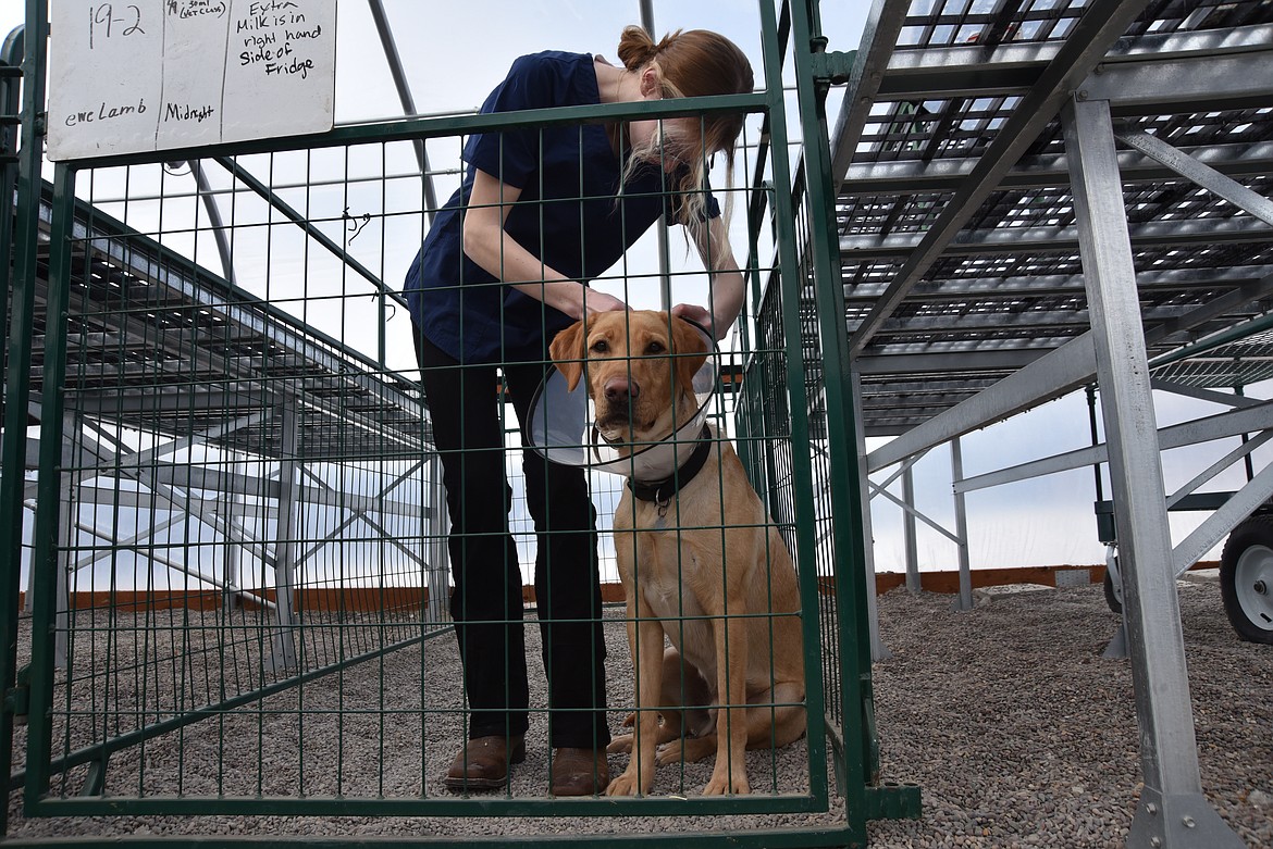 Kalispell FFA student Baylie Thompson demonstrates to a judge how to secure an Elizabethan collar on a dog as part of the Western District FFA competition at the H.E. Robinson Agricultural Education Center in Kalispell on Monday, Feb. 20. The protective collar is used to prevent animals from licking, biting or scratching wounds. (Hilary Matheson/Daily Inter Lake)