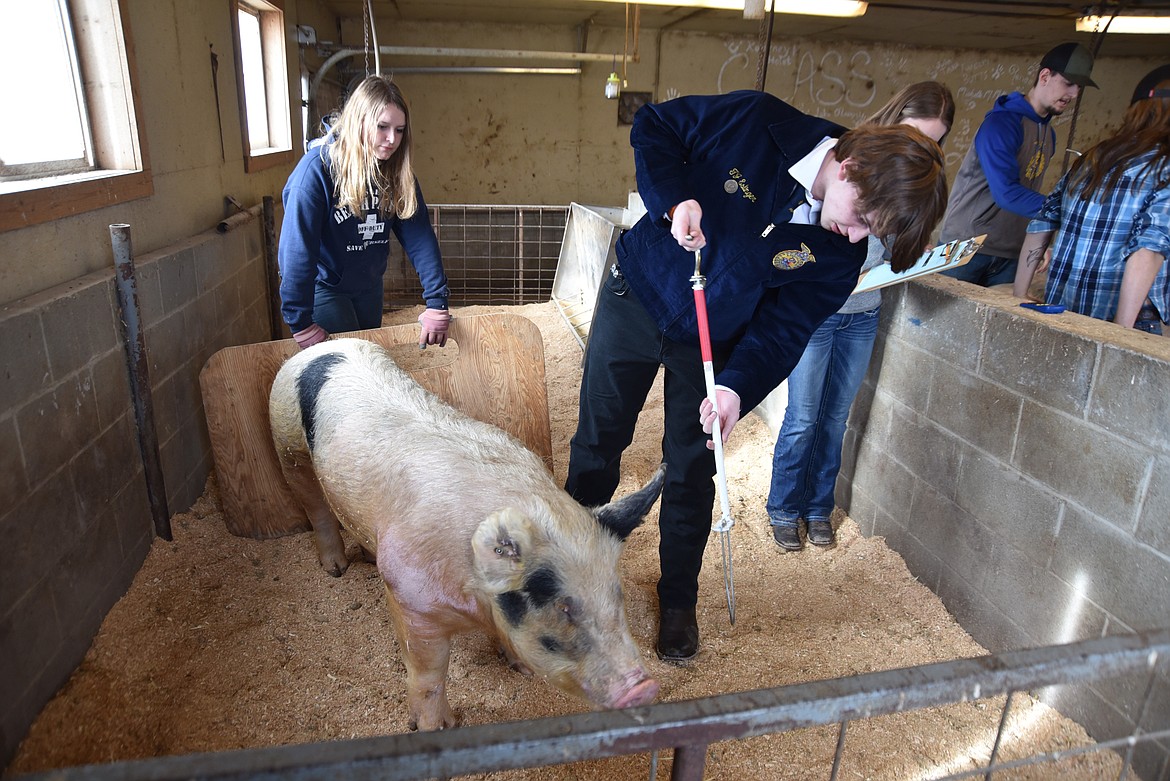 Frenchtown FFA student Larry Eslinger demonstrates to judges how to use a hog snare as part of the Western District FFA competition at the H.E. Robinson Agricultural Education Center in Kalispell on Monday, Feb. 20. The instrument, which is placed in the hog's mouth, is used to safely restrain hogs in instances where they would receive veterinary care or treatment. (Hilary Matheson/Daily Inter Lake)