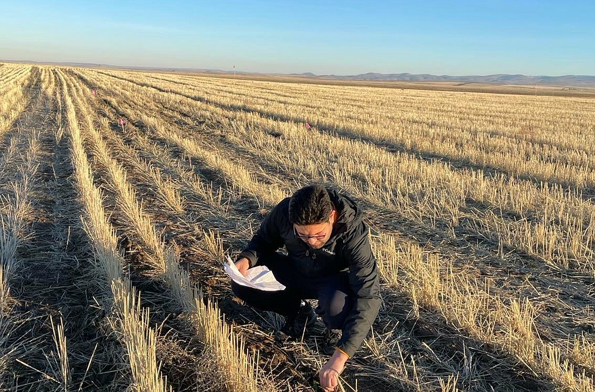 Agronomist and soil scientist Surendra Sing, pictured out in a harvested wheat field, has been named the new director of WSU’s Linds Dryfarm Research Station.