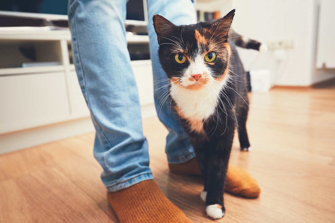 Like people, cats can have a wide variety of wants and needs when it comes to socializing. Finding the right method and manner to socialize the family feline can reduce stress for both pets and family members.