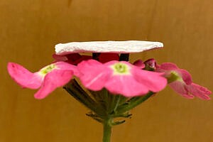 WSU researchers developed a new air filter based on corn protein fibers, seen here perched atop a flower.