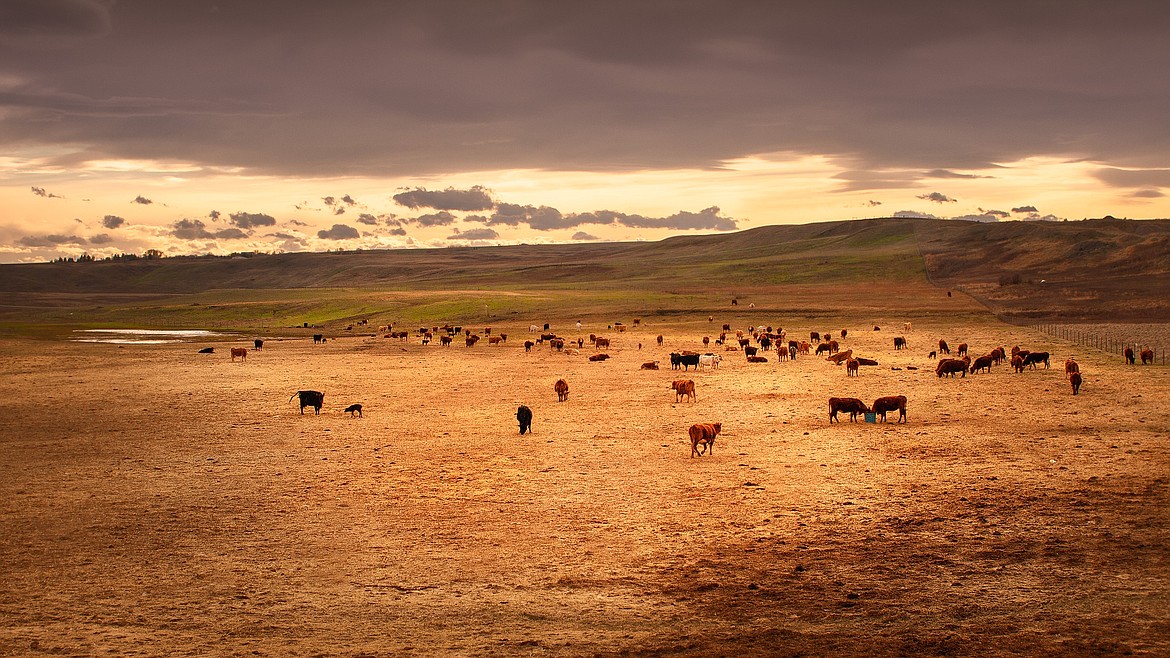 Cattle on an open range in Alberta. (Unsplash)