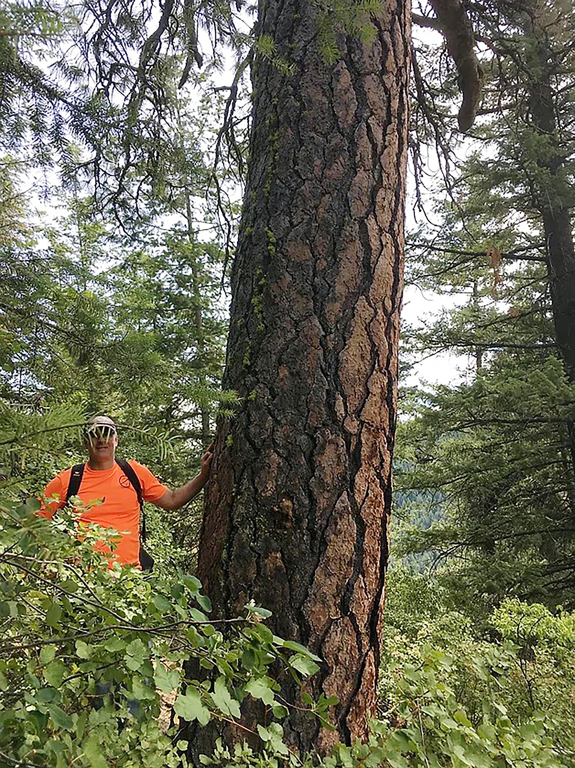 A tree around at the time of explorer David Thompson is among the habitat that Sandpoint Kiwanis Club members wanted to protect at its 160-acre Camp Stidwell. To do that, the club entered into a conservation easement agreement with the Inland Northwest Land Conservancy to protect the rustic campground and restrict development.