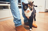 Finding the right approach to socializing cats