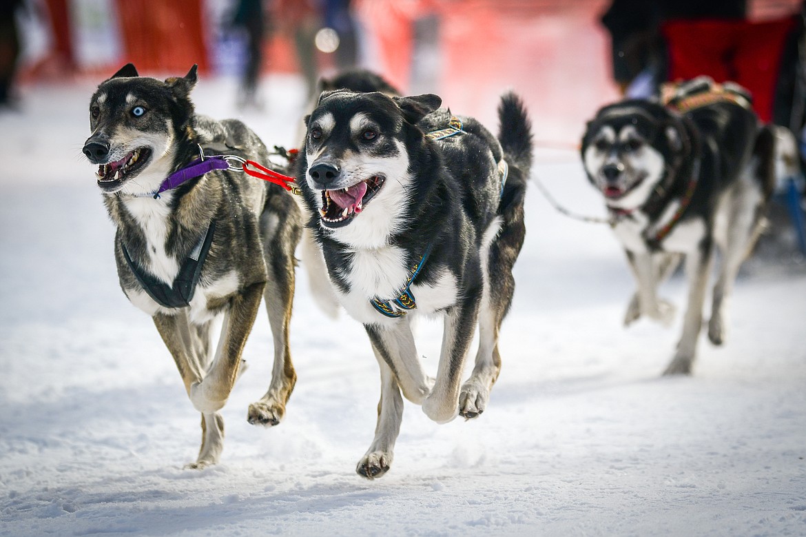 A four-dog team leads its musher through the course during the Flathead Classic Sled Dog Races at Dog Creek Lodge and Nordic Center in Olney on Saturday, Feb. 25. (Casey Kreider/Daily Inter Lake)