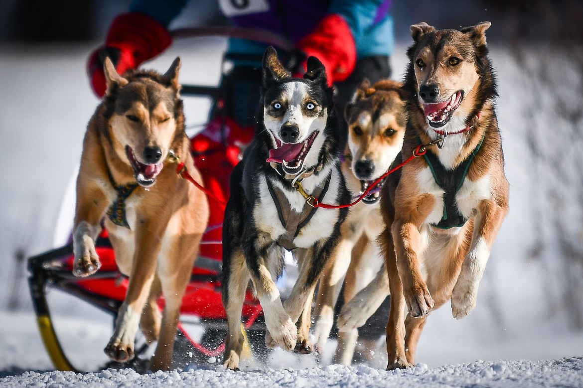 A four-dog team leads its musher through the course during the Flathead Classic Sled Dog Races at Dog Creek Lodge and Nordic Center in Olney on Saturday, Feb. 25. (Casey Kreider/Daily Inter Lake)