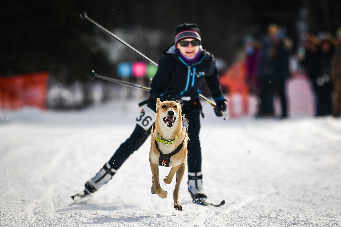 A one-dog skijor team heads out onto the course at the Flathead Classic Sled Dog Races at Dog Creek Lodge and Nordic Center in Olney on Saturday, Feb. 25. (Casey Kreider/Daily Inter Lake)