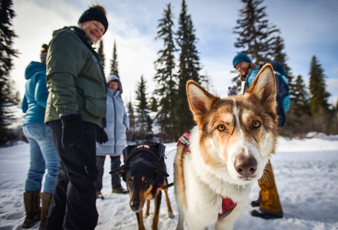 Shari Johnson, right, with Sierra Sheep Farms in Polson, talks with friends with her two-dog team of Kyonggo, a collie and Rottweiler mix, and Miska, a mix of husky, shepherd and Samoyed, after their race at the Flathead Classic Sled Dog Races at Dog Creek Lodge and Nordic Center in Olney on Saturday, Feb. 25. (Casey Kreider/Daily Inter Lake)