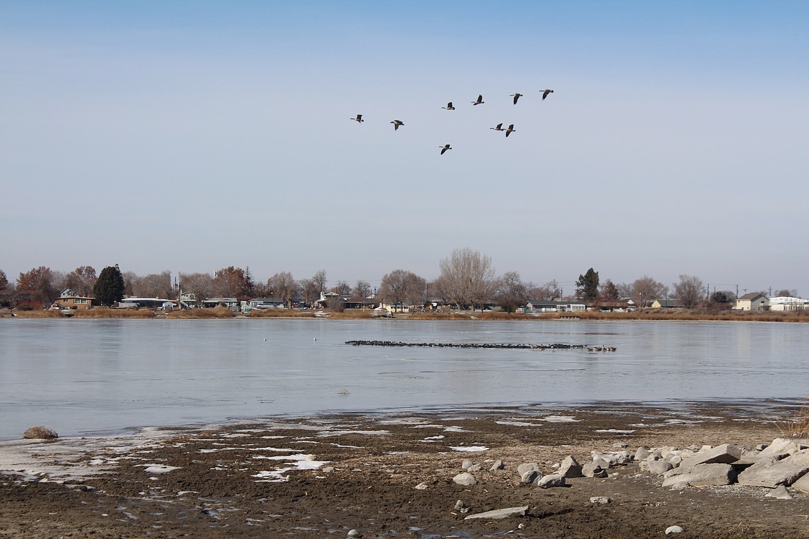 A flight of geese circle over Moses Lake Saturday morning.