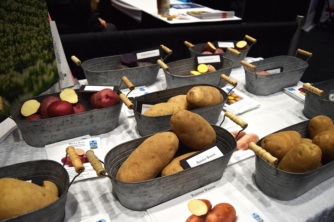 Varieties of potatoes produced by the Moscow, Idaho-based Potato Variety Management Institute on display at the 2023 Washington-Oregon Potato Conference.