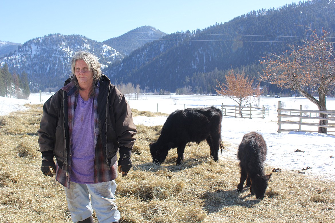 Tracie McMillan manages the largest herd of Highlander cows in Montana just east of Clinton. After eight years she is used to little sleep and long days with the calving season just beginning. (Monte Turner/Mineral Independent)