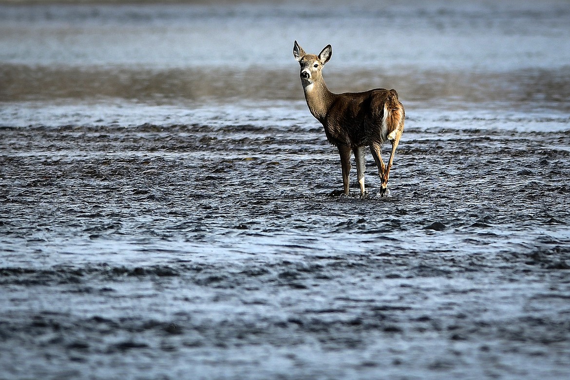 A deer pauses as it crosses the Stillwater River on Wednesday, Feb. 15. (Casey Kreider/Daily Inter Lake)