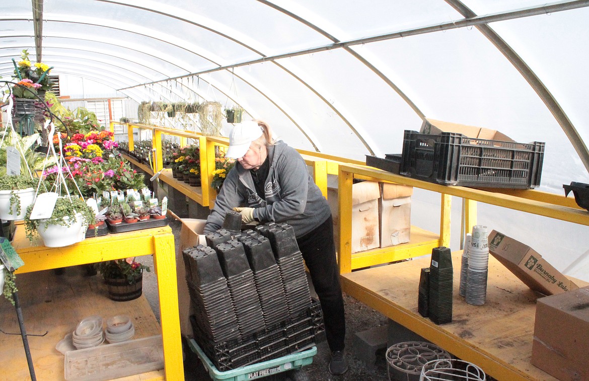 Peri Williamson stacks pots in a greenhouse at Seed Cupboard in Royal City. Williamson is in her fifth year at Seed Cupboard. “I’m the seasoned one,” she said.