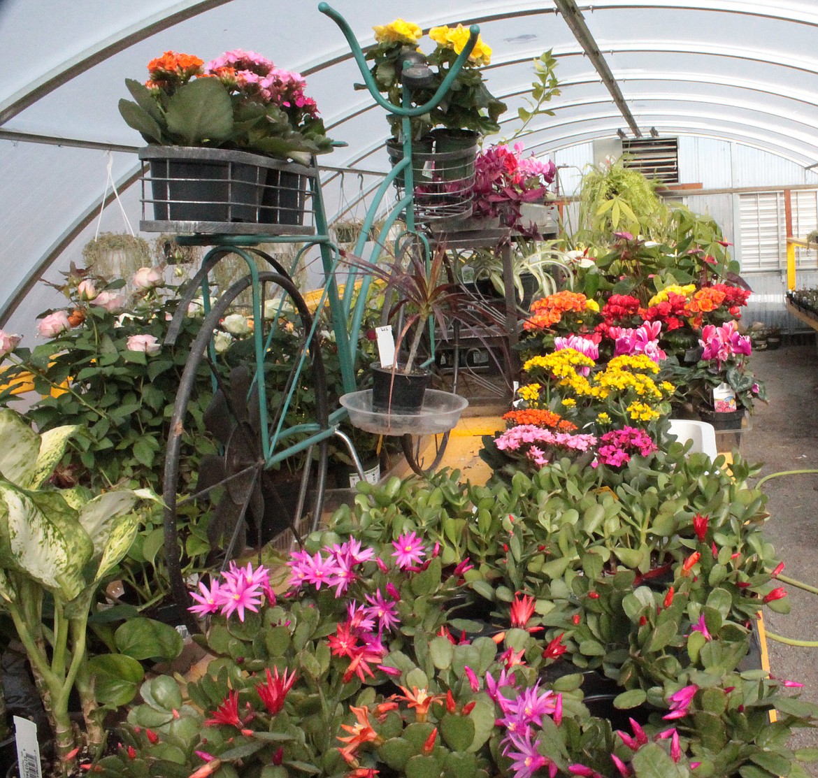 Bright colors greet the eye in a Seed Cupboard greenhouse.