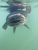 Cast for burbot in Kootenai River
