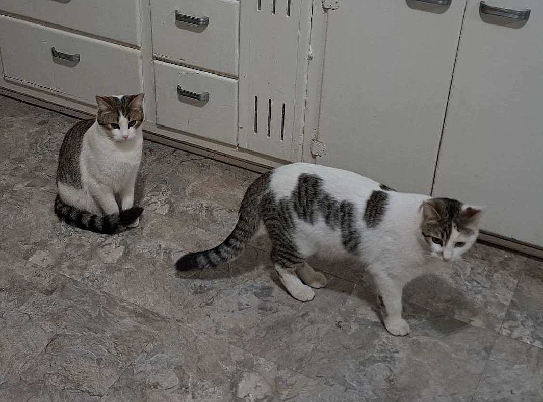 Skipper, left, and Gilligan are settling in with their new family after being adopted from Companions Animal Center by Lynne Foresman and her husband. Because they adopted cats in February, they had two entries in a drawing to win a Hillpig self-cleaning cat litter box, which they ended up winning.