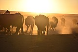 US to focus bison restoration on expanding tribal herds