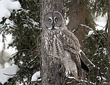 Wise and dignified