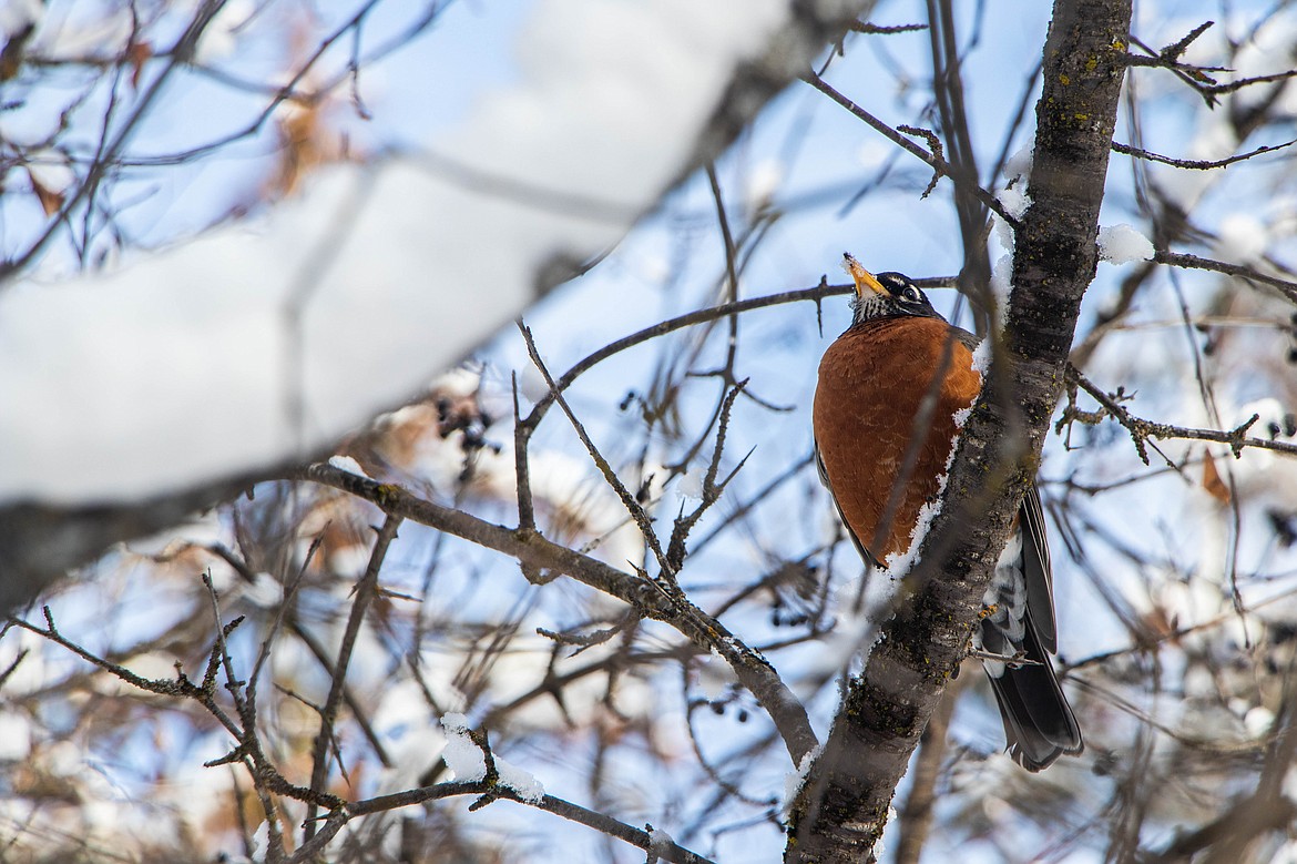 An American Robin is seen in Owen Sowerwine on March 1, 2023. (Kate Heston/Daily Inter Lake)