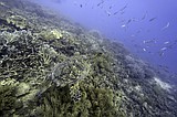 Nations reach accord to protect marine life on high seas