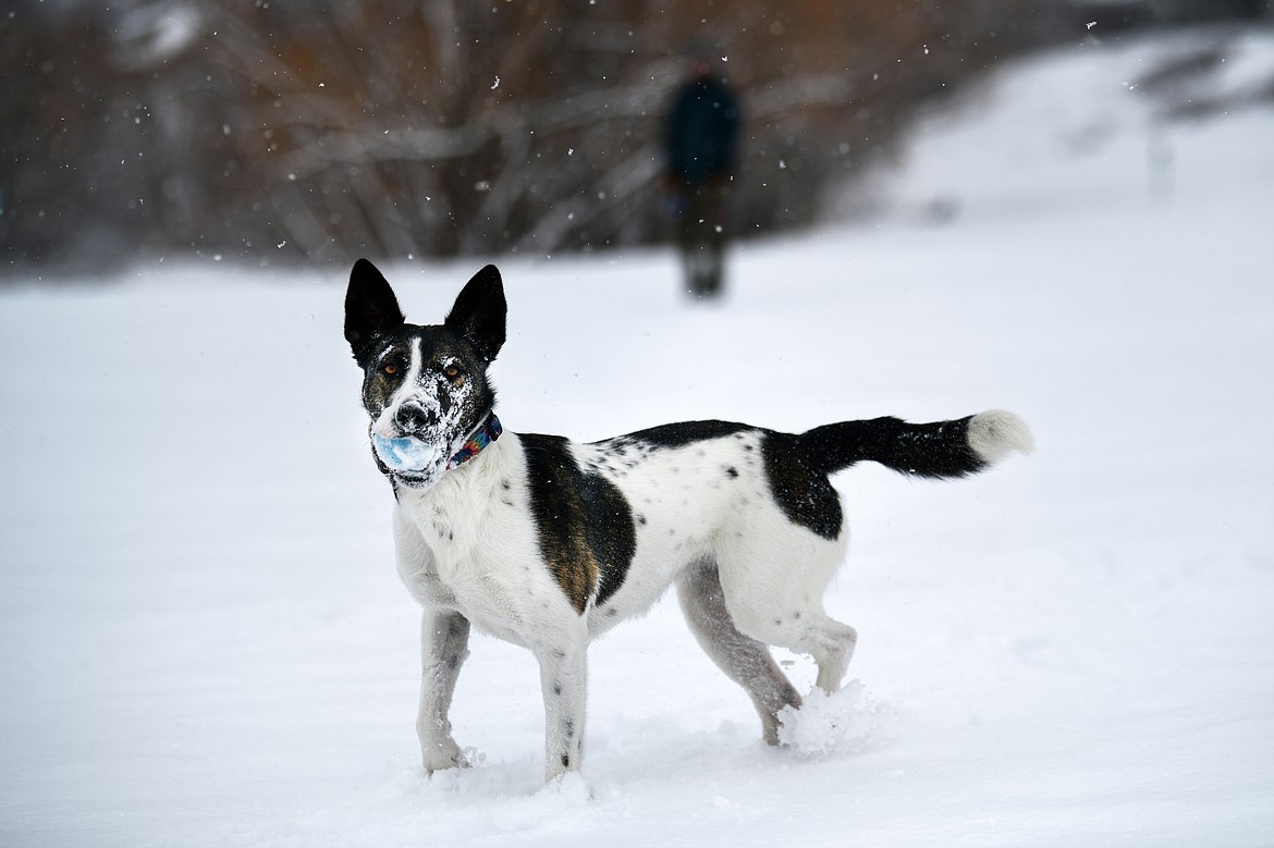 Spencer Swimley tosses a ball for his heeler mix named Mango at Dry Bridge Park in Kalispell on Tuesday, Feb. 28. (Casey Kreider/Daily Inter Lake)