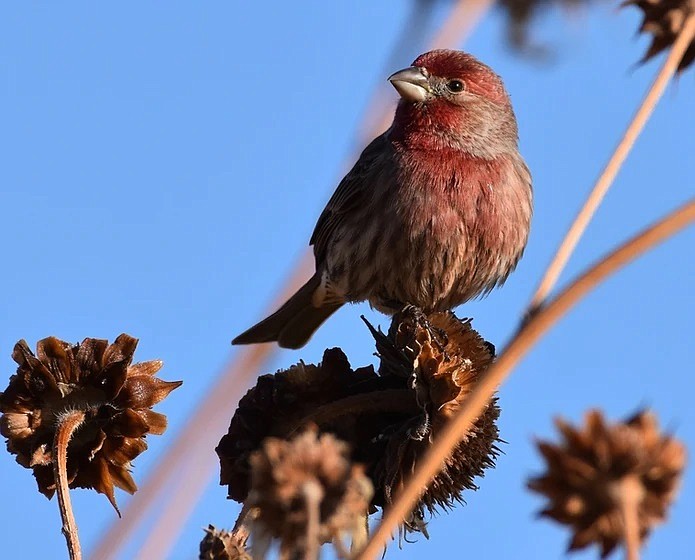 A house finch in the Columbia National Wildlife Refuge. The Central Basin Audubon Society is looking for volunteers to help lead grade school field trips to the refuge.