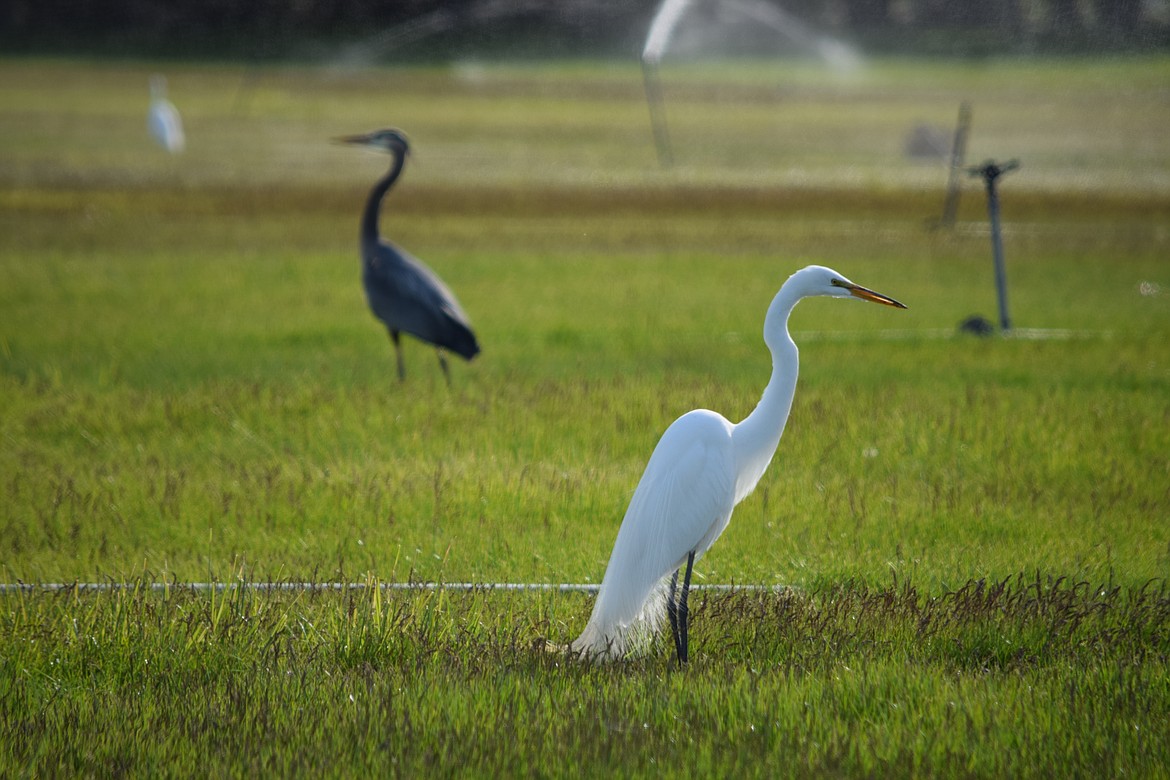 An egret, a blue heron, and another egret on the property of Basic American Foods south of Moses Lake in early summer 2022 — examples of some of the migratory birds that come through the Columbia Basin.