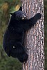 Most controlled hunts begin April 1